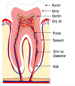 Alanya-endodonti-tedavisi