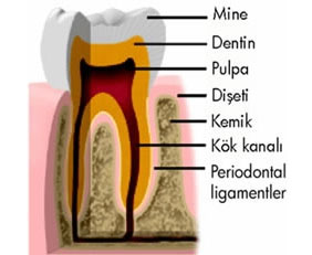 Alanya-Root-Canal-Treatment